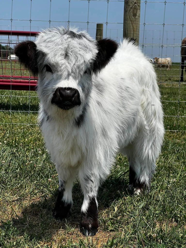 Hamish