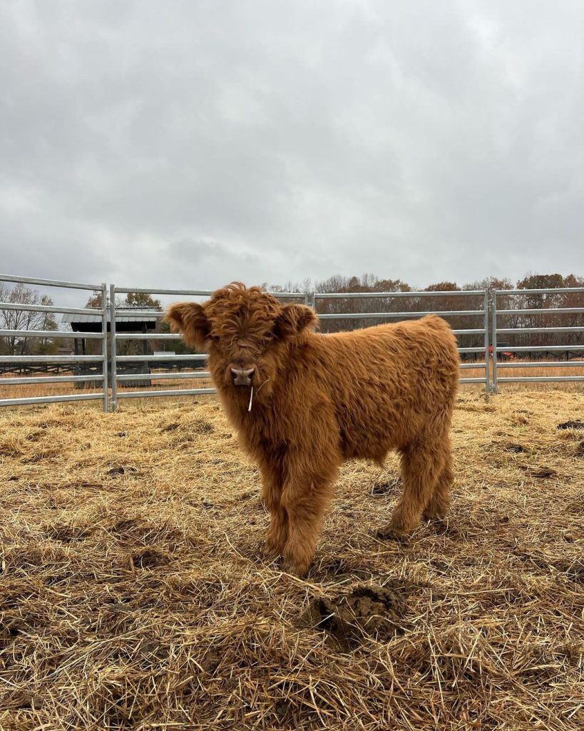 Fergus