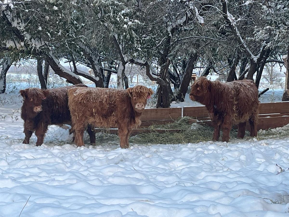 The herd in winter