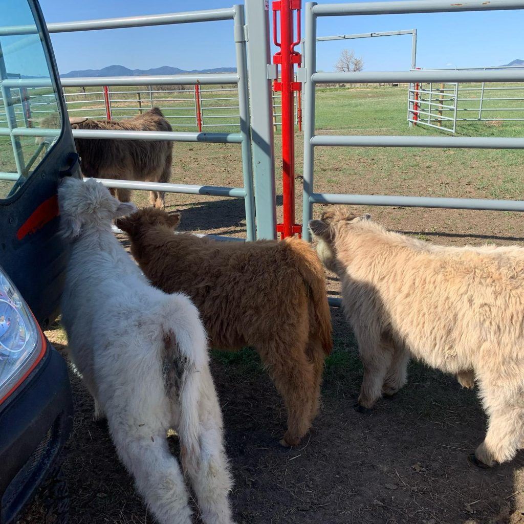 Calves at the ranch pen