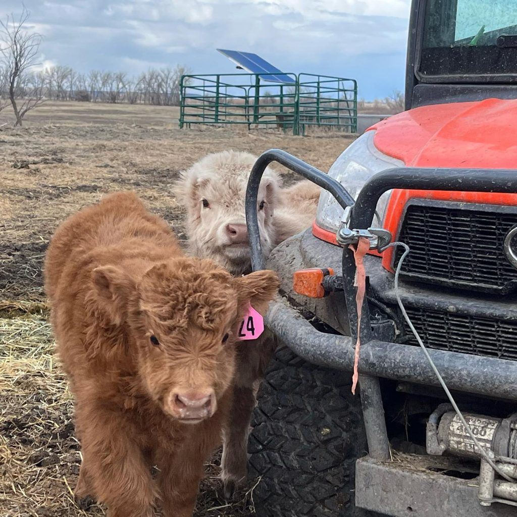 Highland calves at the ranch