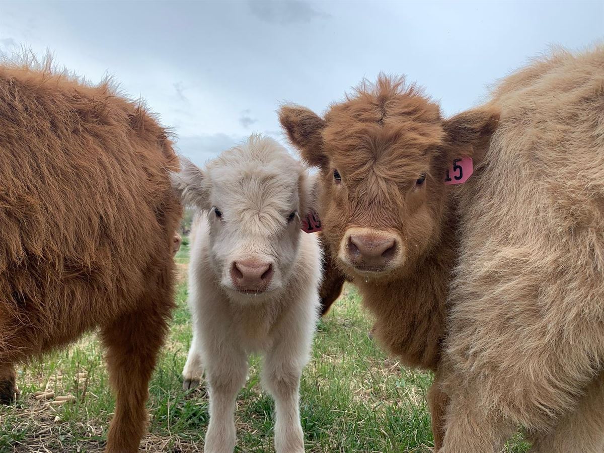 Hand-raised Highland calves