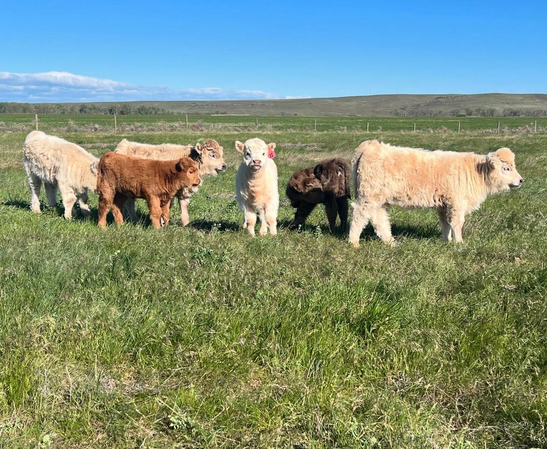 The herd in pasture