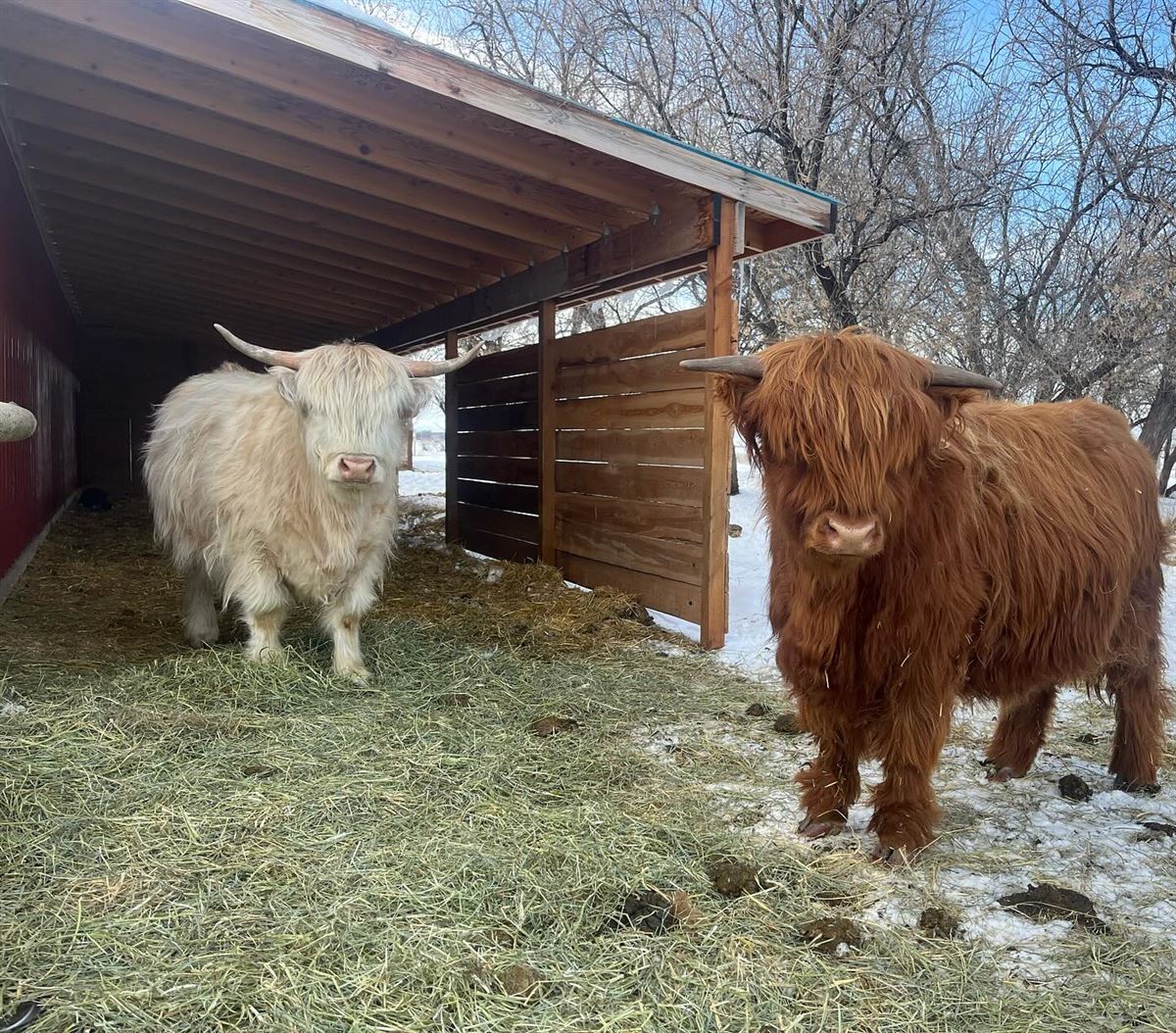 Adult mini Highlands by the barn
